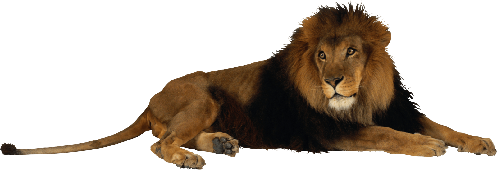 a lion laying down on the ground