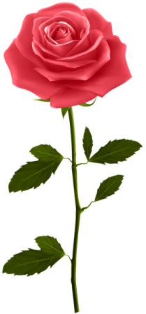 a red rose on a white background