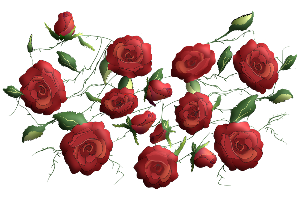 a bunch of red roses on a white background
