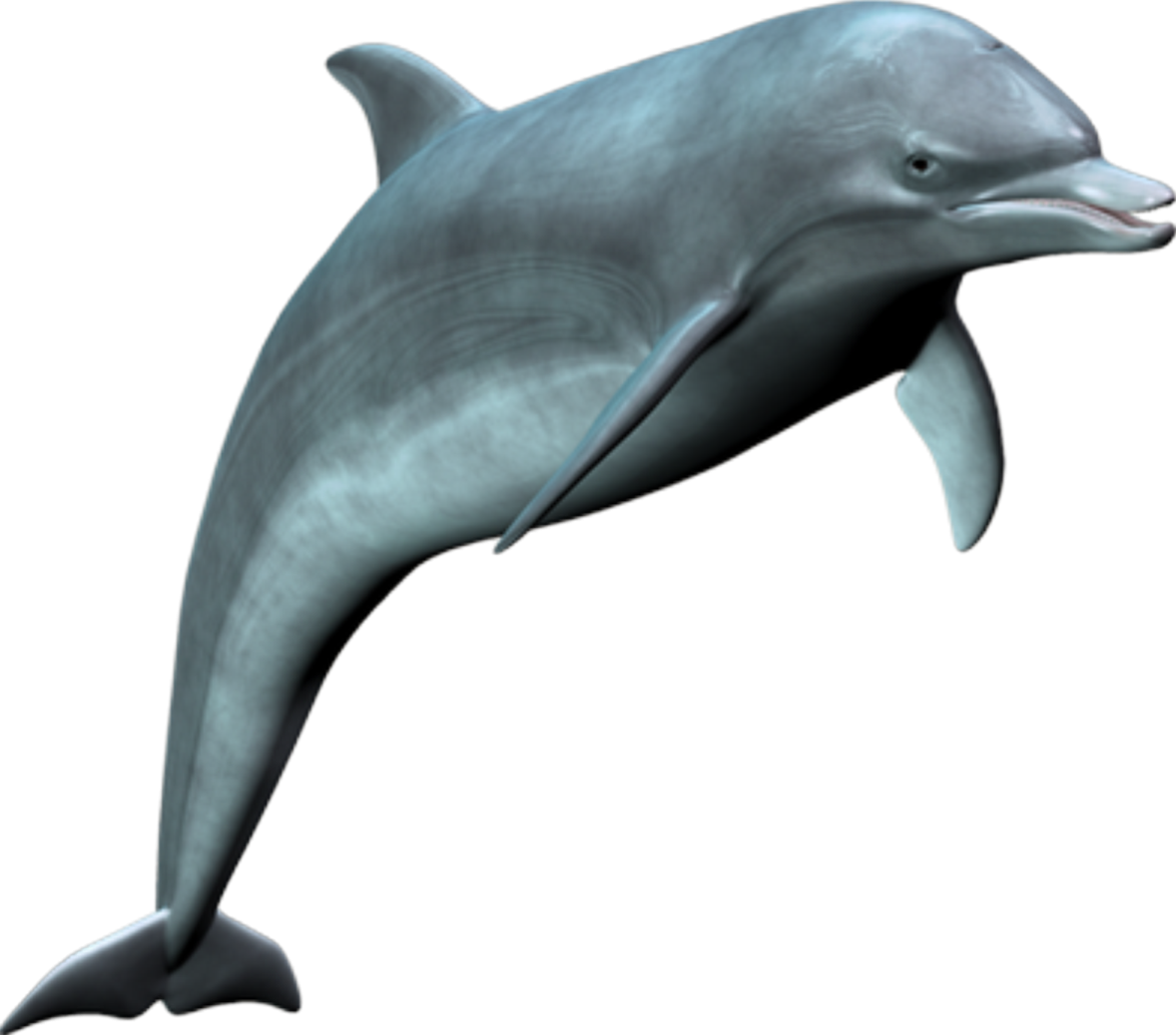 a dolphin jumping in the air with its mouth open