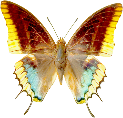 an orange and yellow butterfly on white background