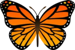 a butterfly with orange and black wings