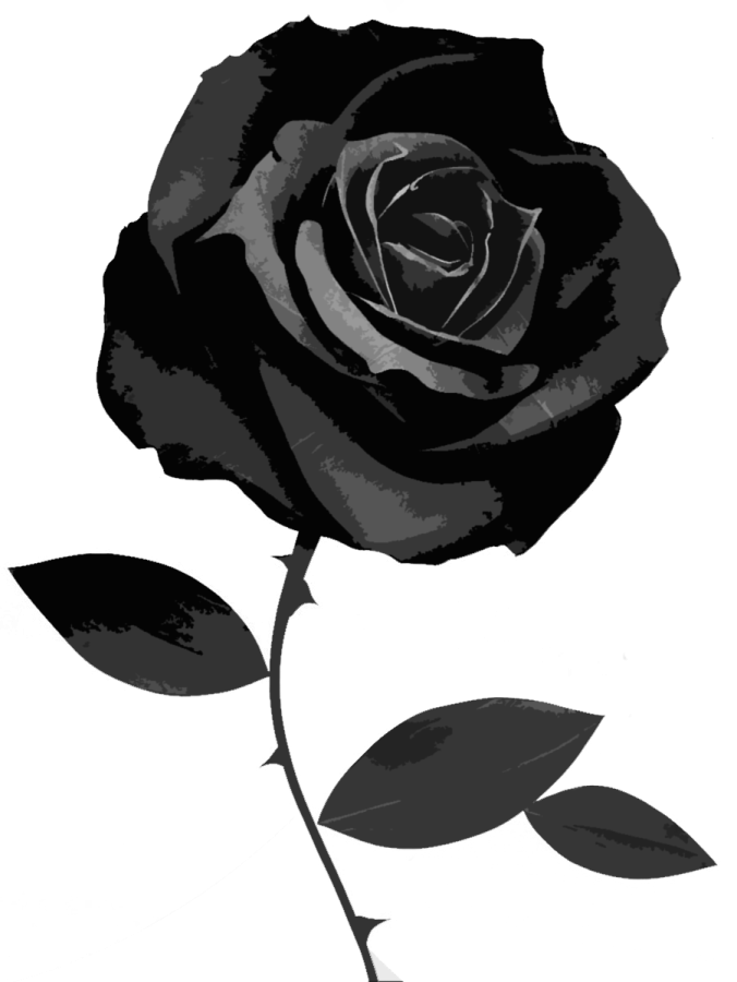 a black rose on a white background
