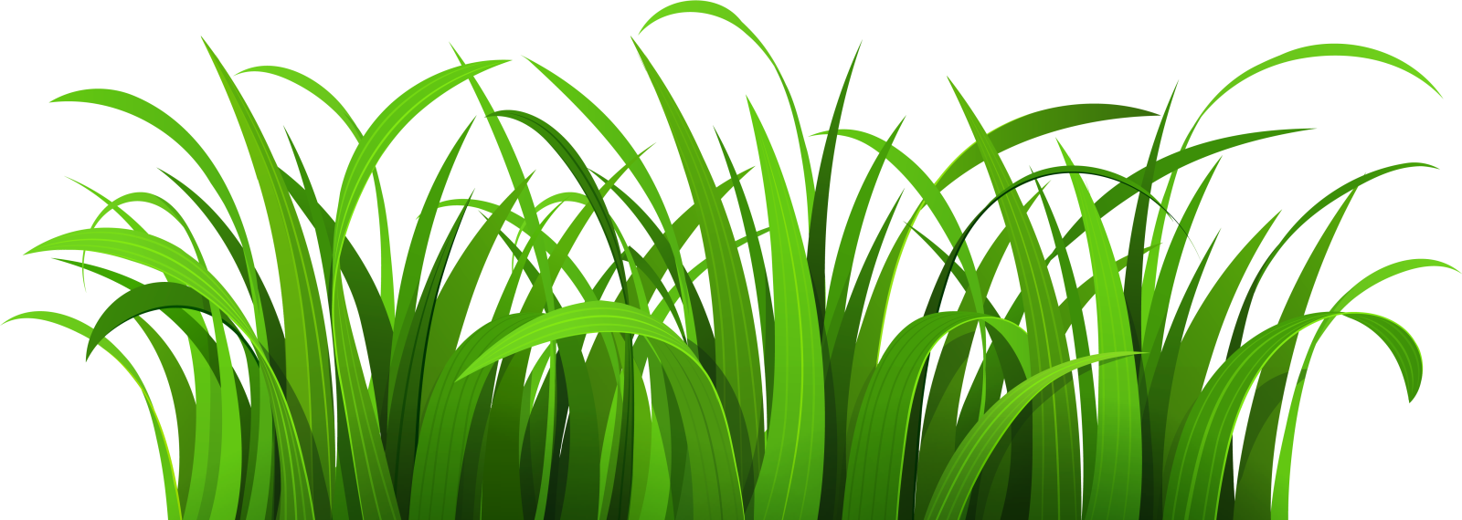 a bunch of grass on a white background