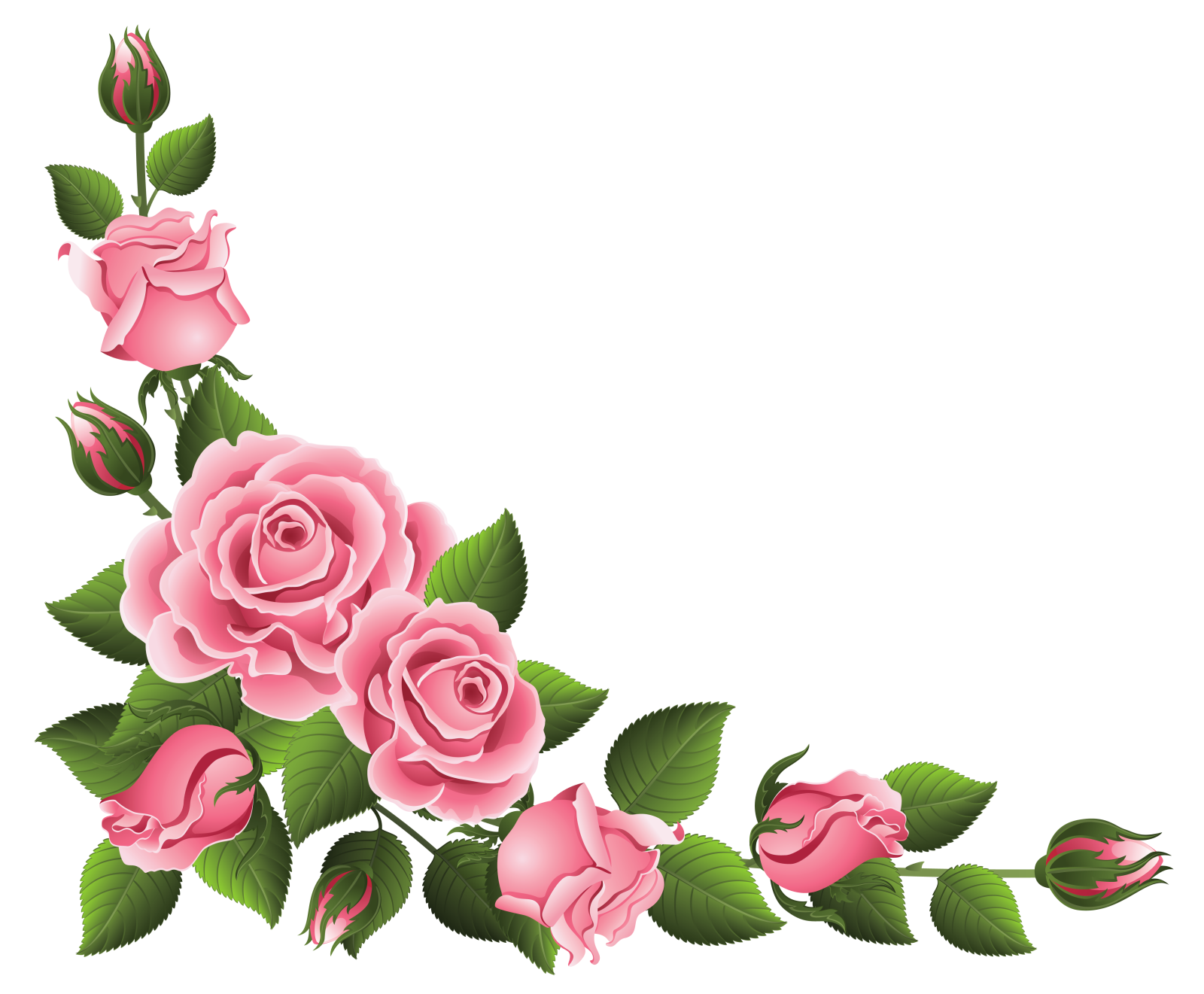 a pink rose border with green leaves