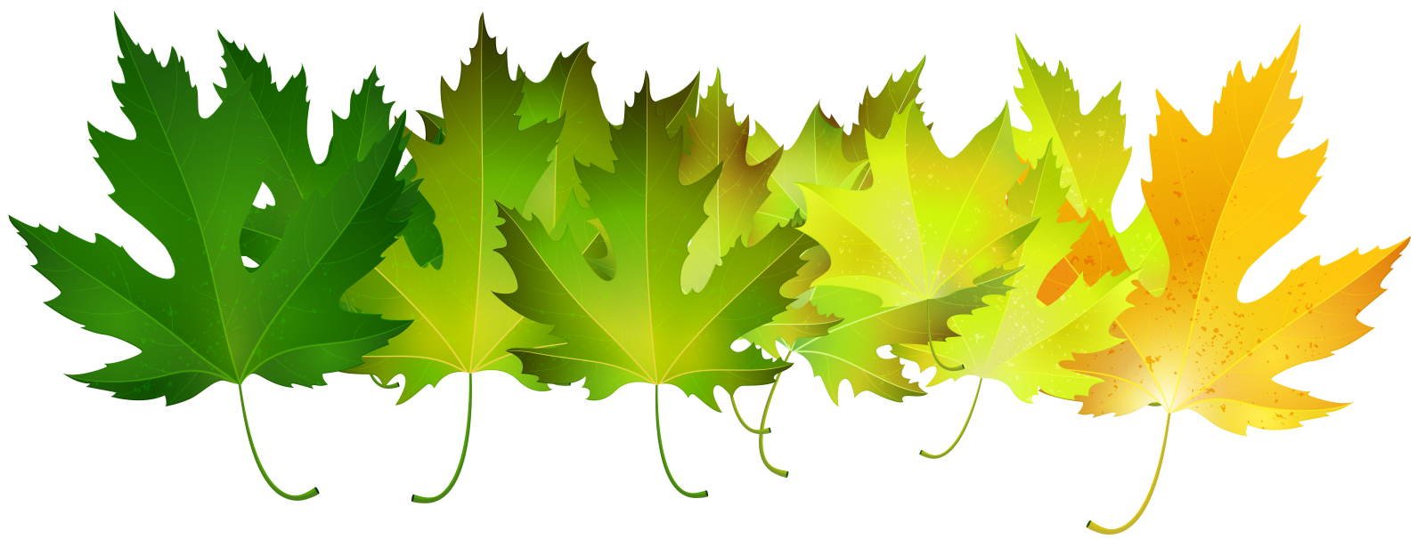a group of colorful maple leaves
