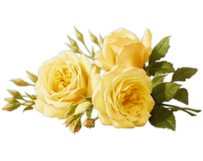 three yellow roses on a white background