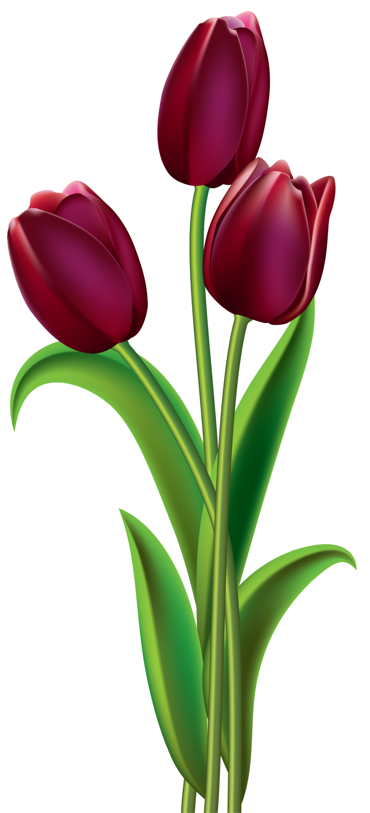 three red tulips clipart