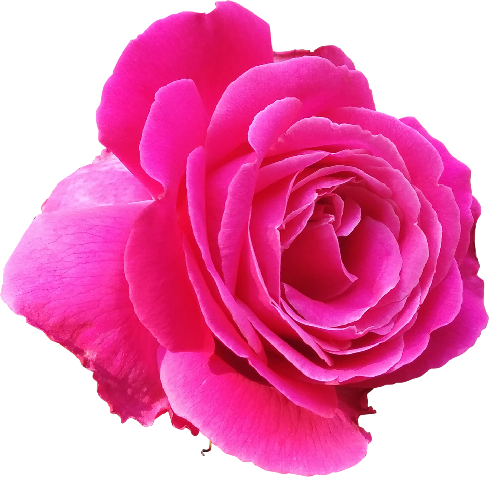 a pink rose on a white background