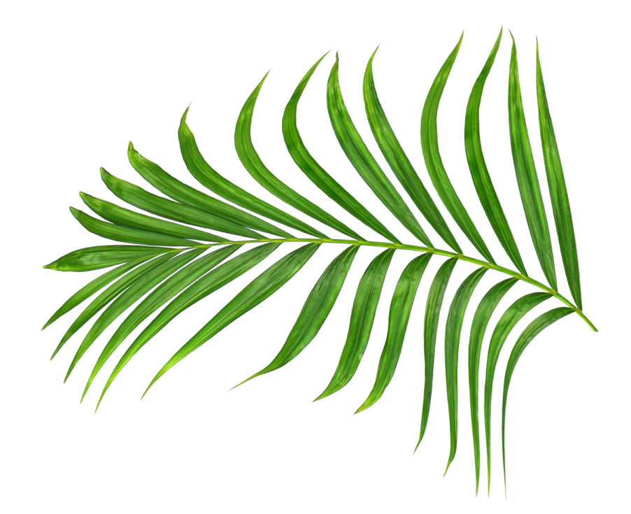 a palm leaf on a white background