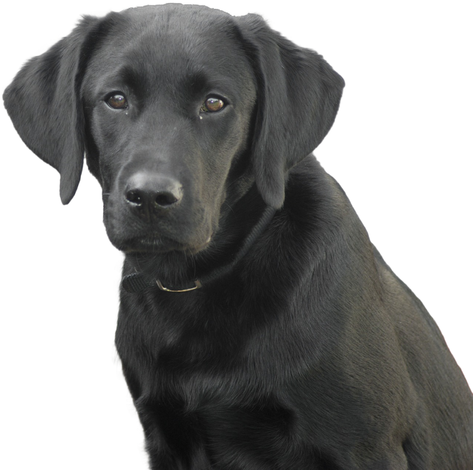 a black dog sitting on top of a white surface
