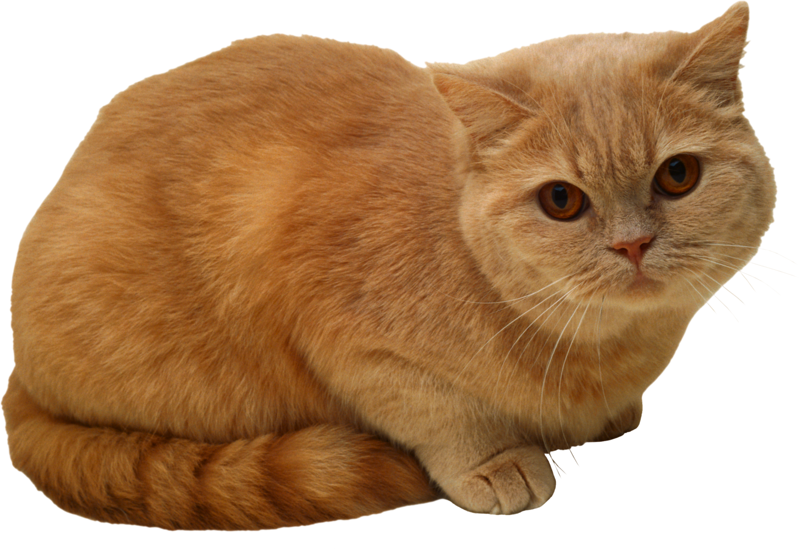 a close up of a cat on a white background