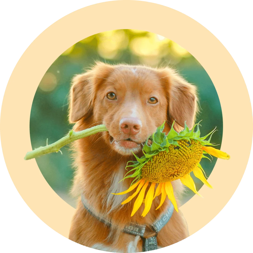 a dog holding a sunflower in its mouth