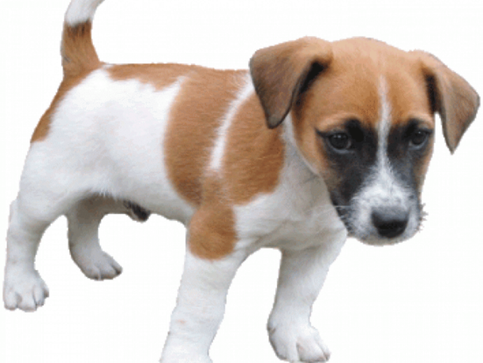 a small brown and white dog standing on a white surface