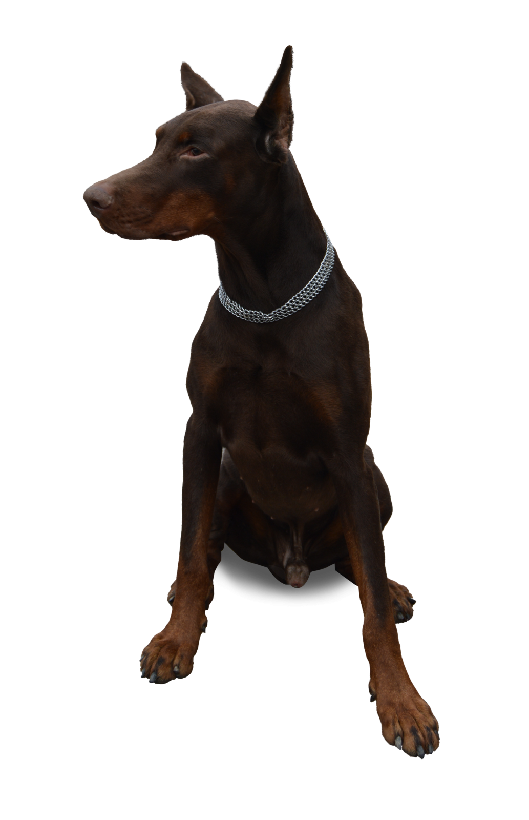 a black and brown dog sitting on a white surface