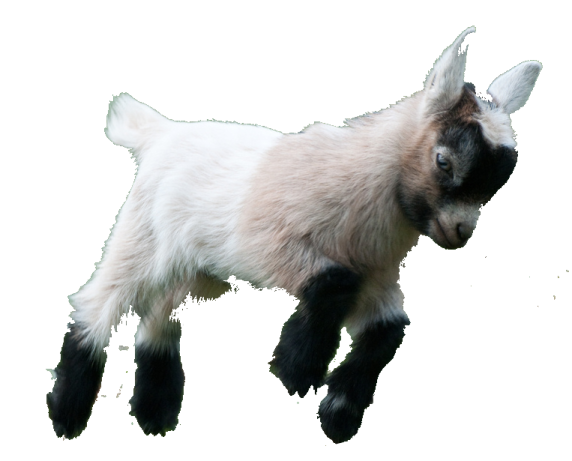 a baby goat is running in the air
