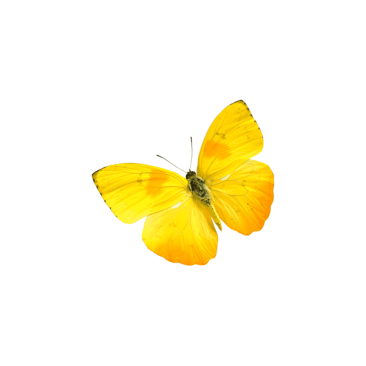 a yellow butterfly on a white background
