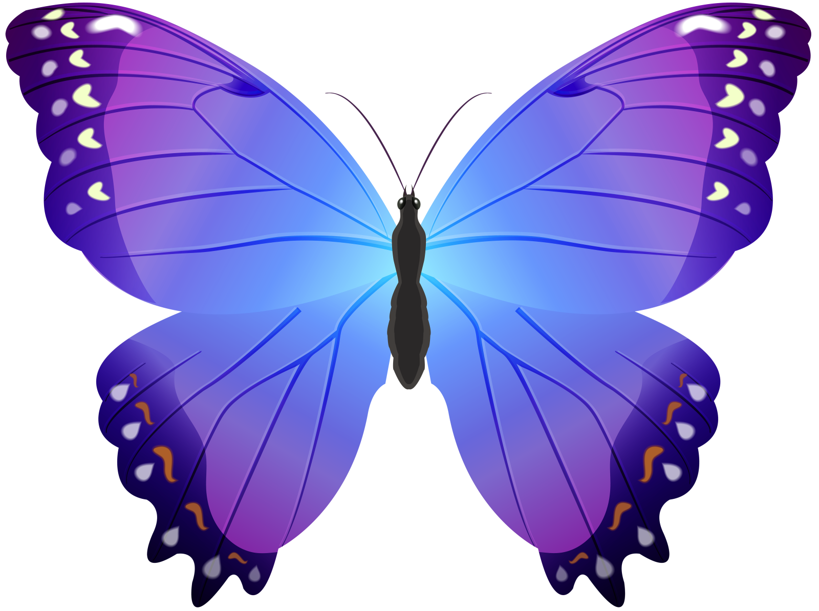 a blue butterfly on a white background