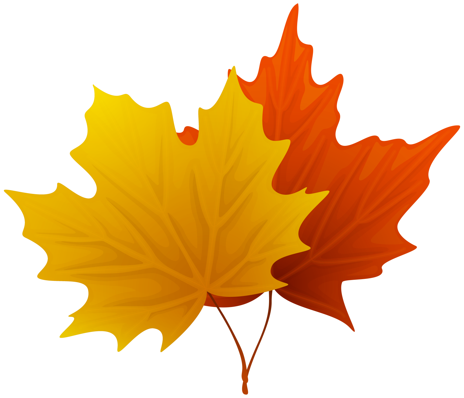 a yellow and red maple leaf