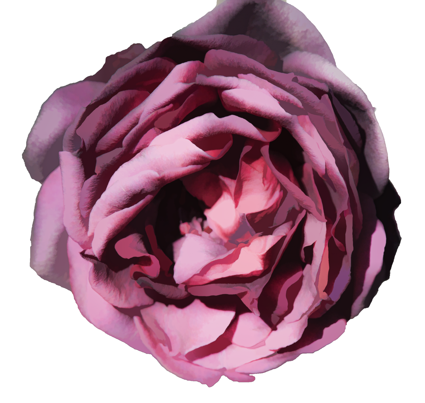 a pink rose on a white background
