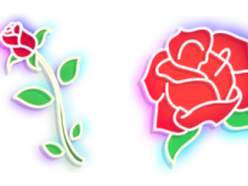 two red roses on a white background