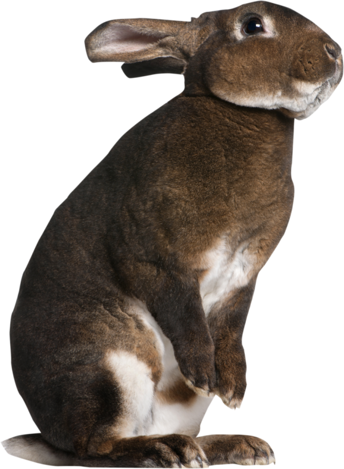 a brown rabbit sitting on the ground