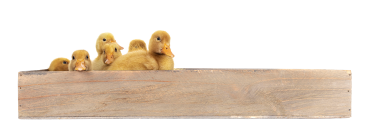 a group of ducks sitting in a wooden box