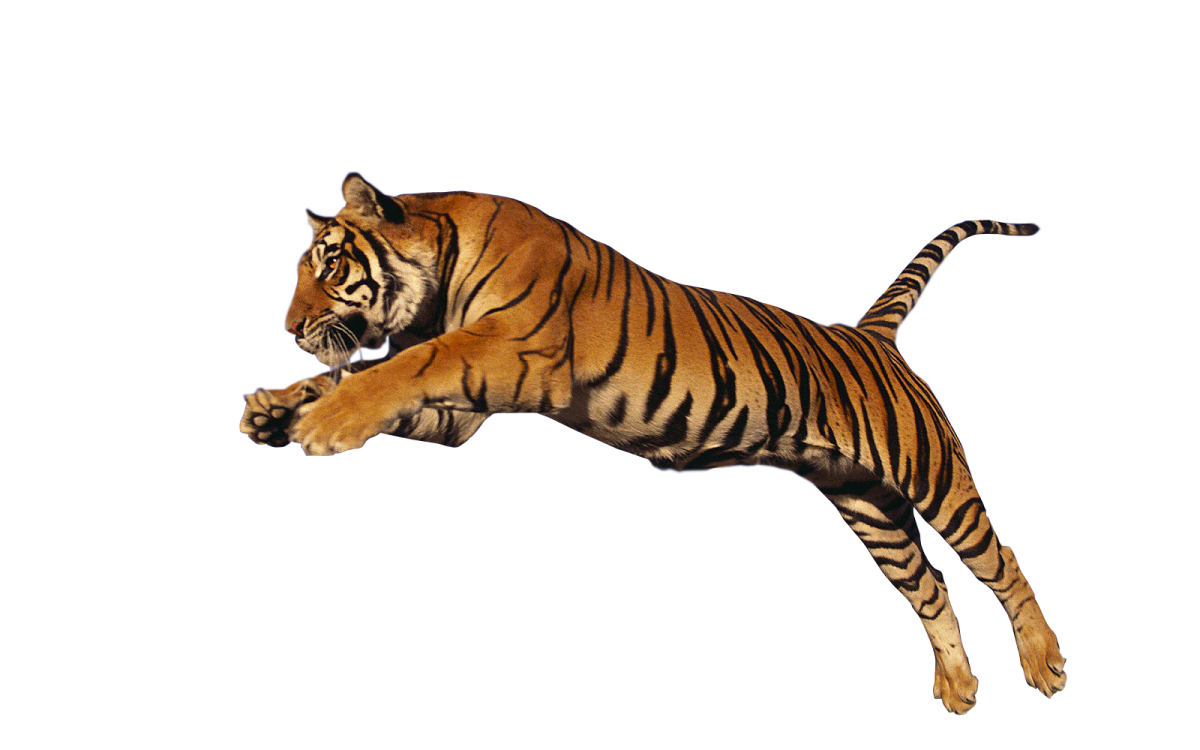 a tiger jumping in the air