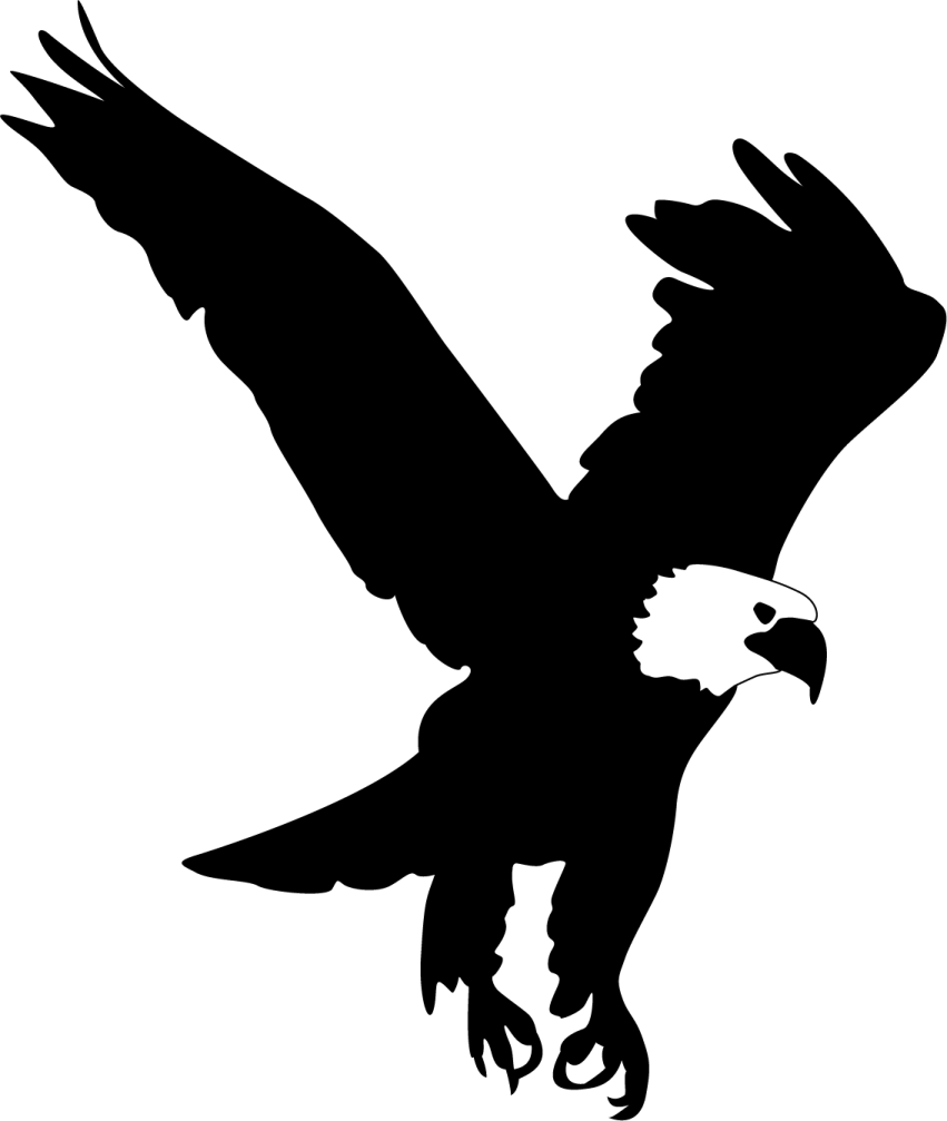 an eagle silhouetted on a white background