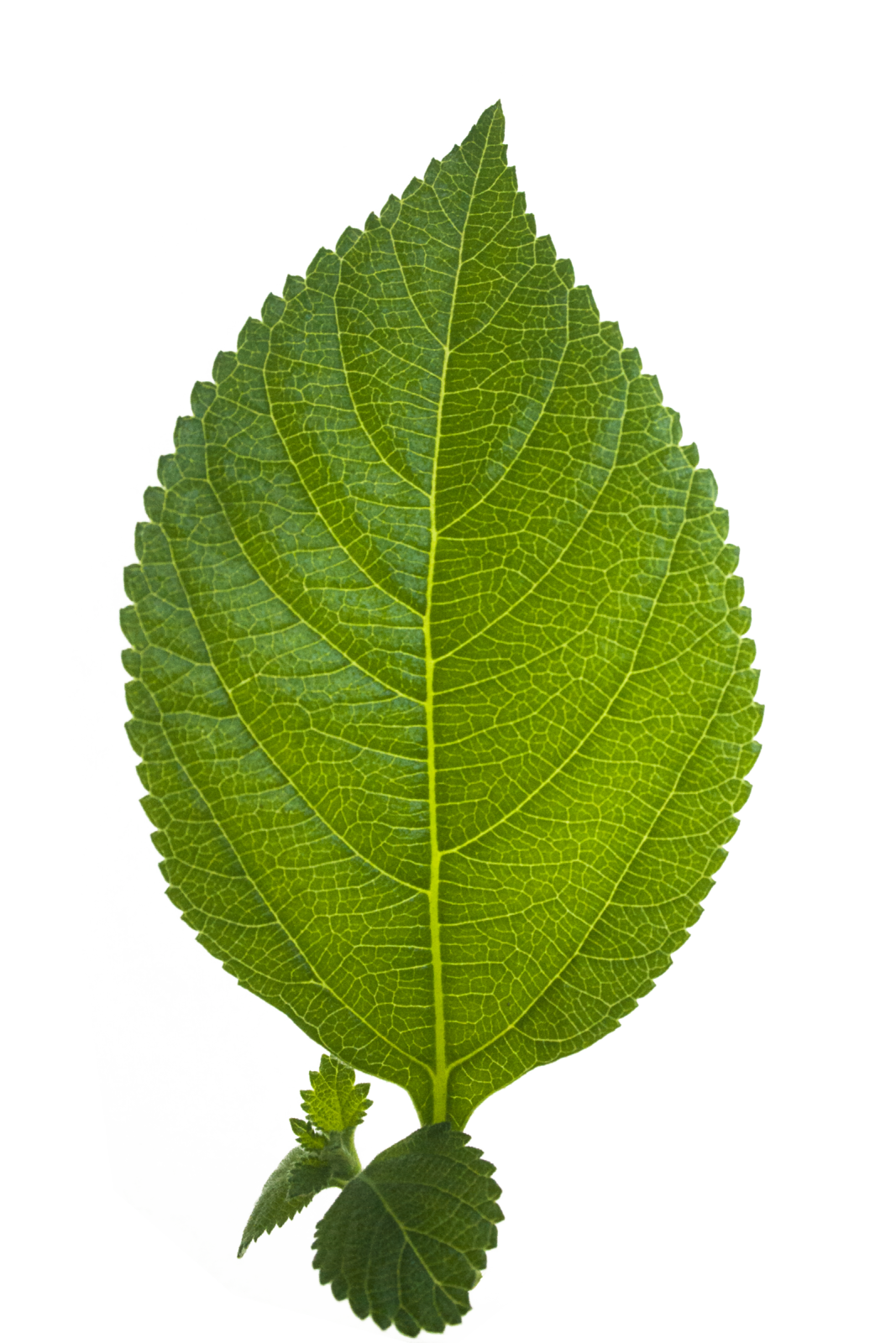 a green leaf on a white background