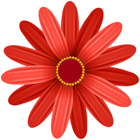 a red flower on a white background