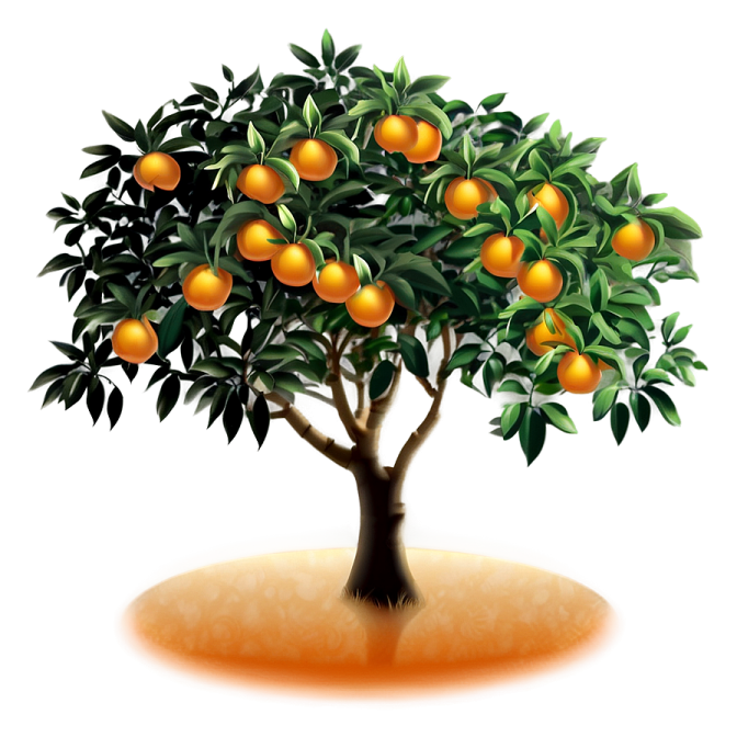 a tree with oranges on it