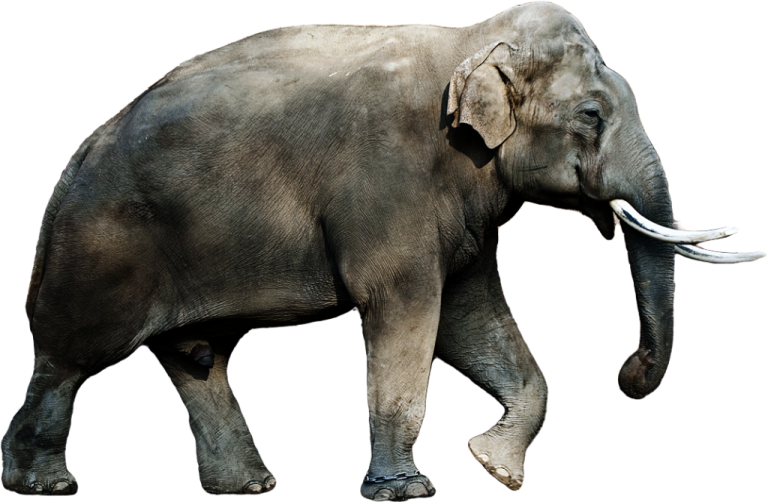 an elephant walking on a white background