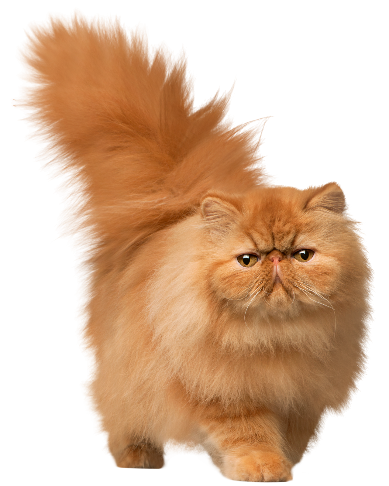 a fluffy orange cat