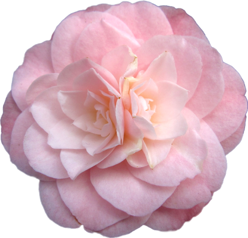 a pink rose flower on a white background