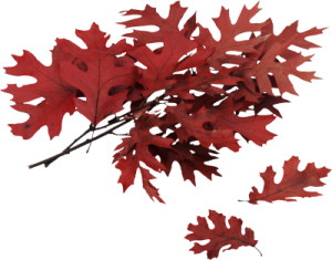 red maple leaves on a white background