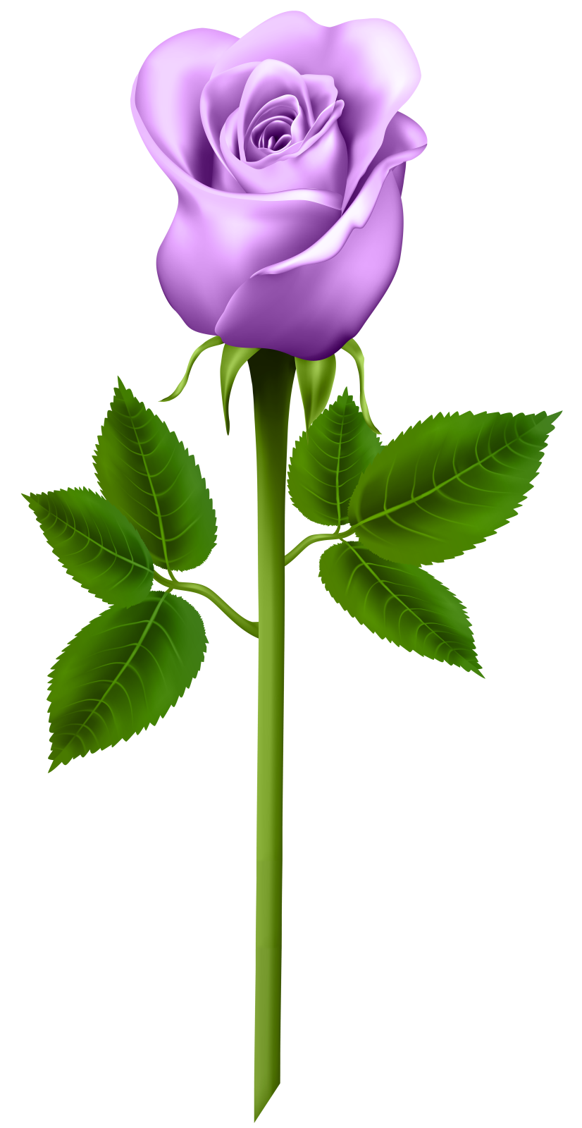 a purple rose with green leaves
