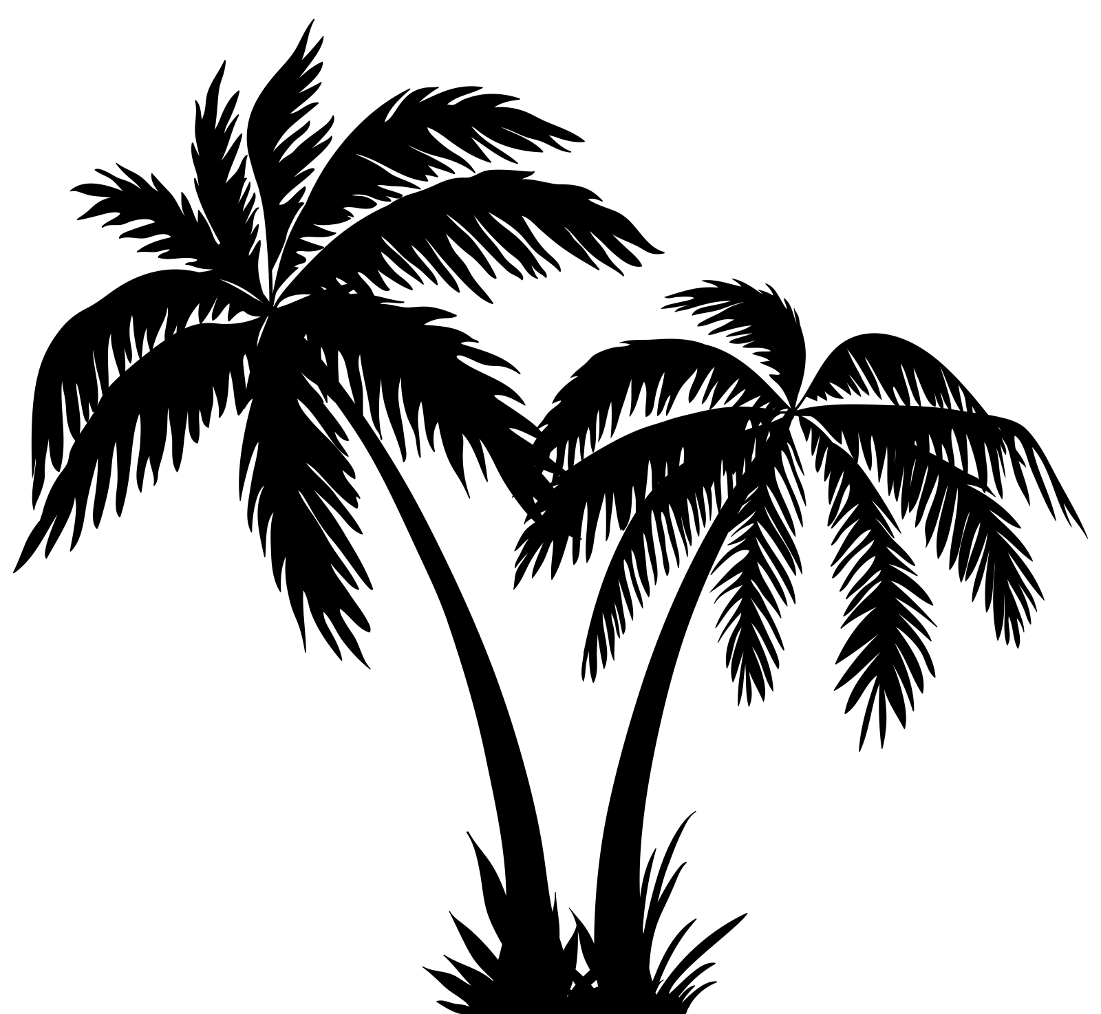 a palm tree silhouetted on a white background