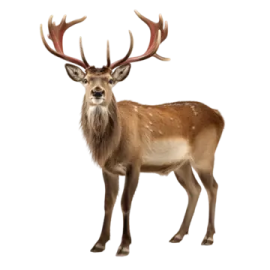 a deer standing in front of a white background