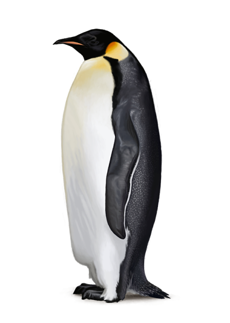 an adult emperor penguin standing on its hind