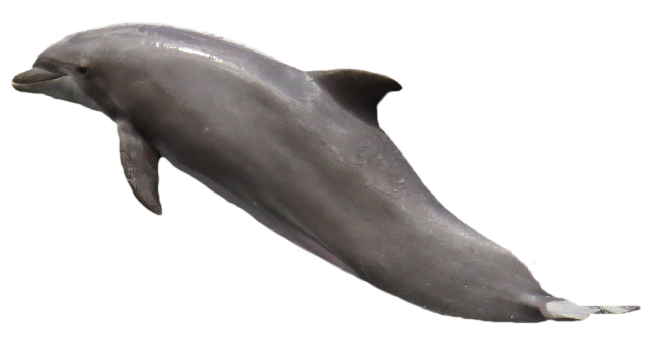 a dolphin swimming in the ocean on a white background