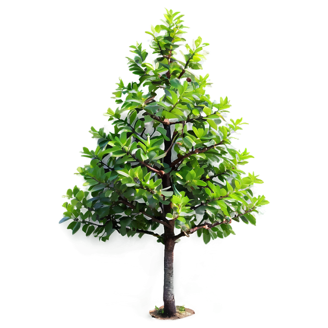a small green tree on a white background