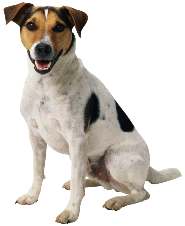 a black and white dog sitting on the ground