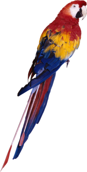 a colorful bird sitting on top of a white background