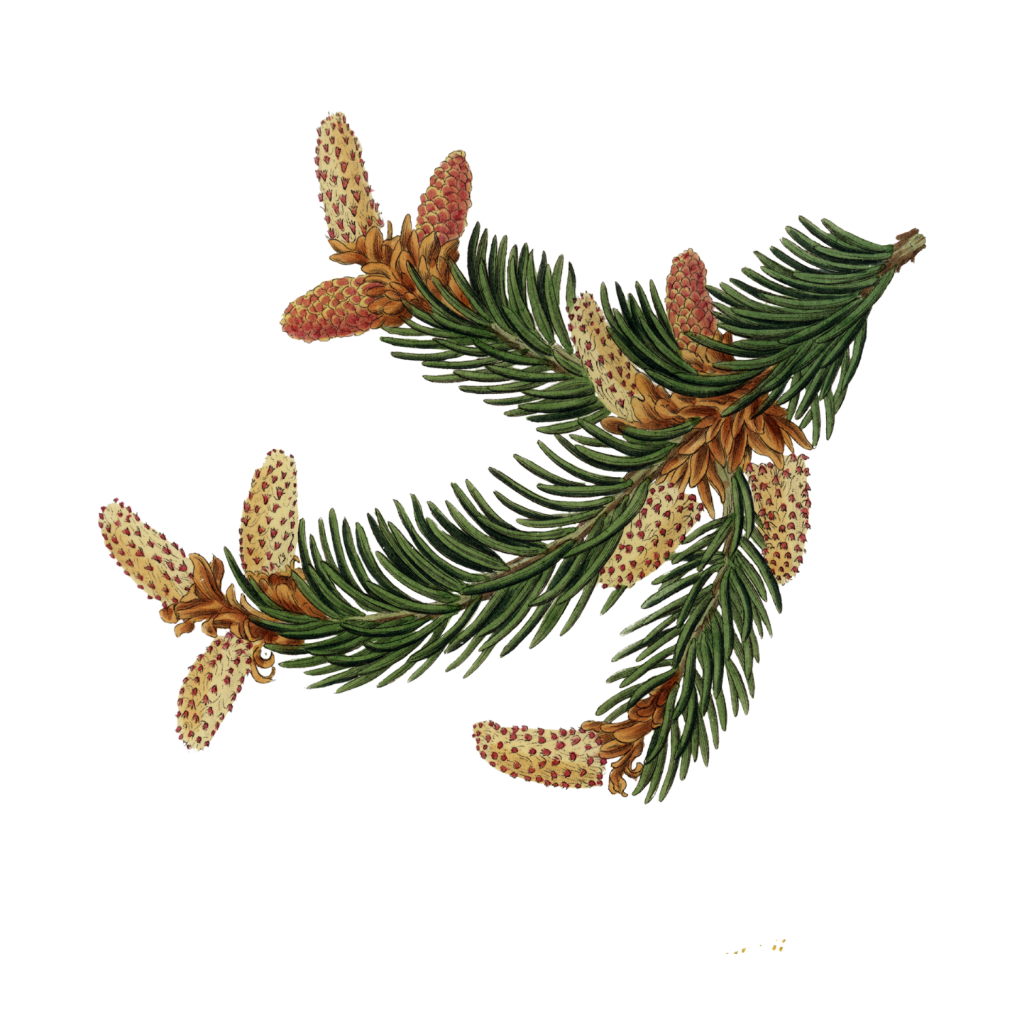 a branch of pine with cones and cones