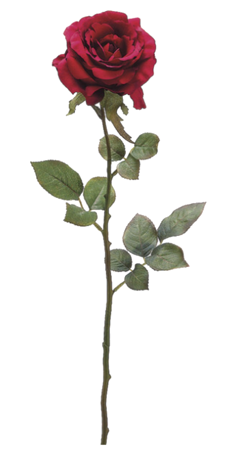 a single red rose on a white background