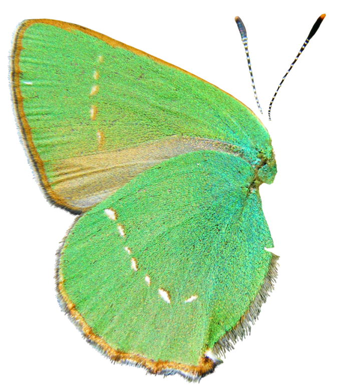 a green butterfly on white background