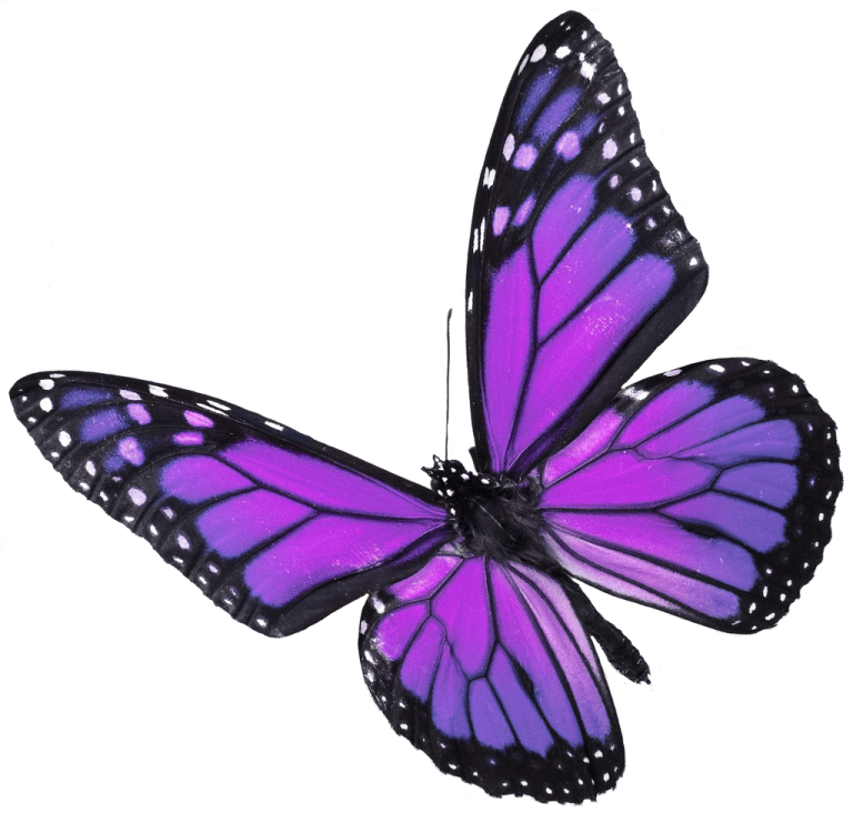 a purple butterfly on a white background