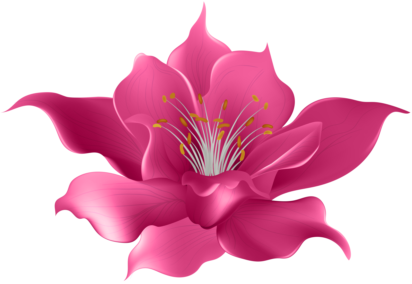 a pink flower on a white background