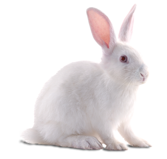 a white rabbit sitting on the ground